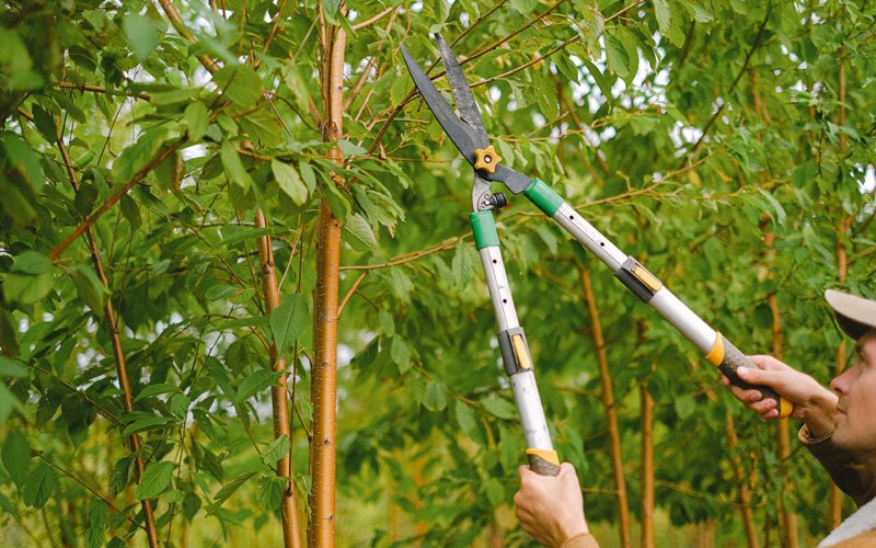 Tree trimming in Kent, OR